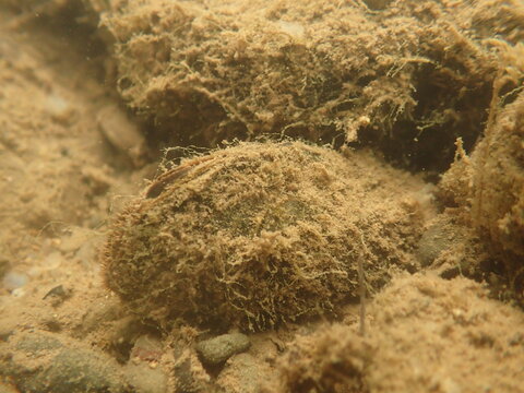 Thick-shelled river mussel