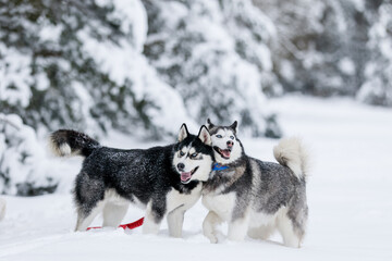 The girl rides on a sled on a sled with Siberian huskies in the winter forest. Pet. Husky. Husky art poster, Husky print,