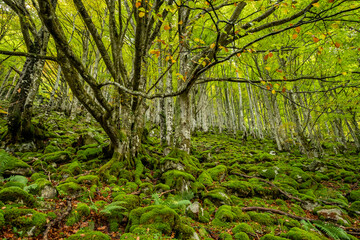 bosque de Bordes, valle de Valier -Riberot-, Parque Natural Regional de los Pirineos de Ari&egrave;ge, cordillera de los Pirineos, Francia