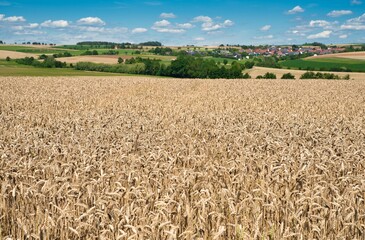 Landschaft mit reifen Weizenfeldern im Sommer 