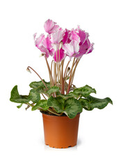 Pink cyclamen persicum flowers with green leaves isolated on white background.