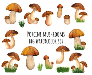 Huge watercolor porcini set isolated on white background. Edible mushroom object. Mushroom hunting season. Hand drawn illustration for print design, cover, t-shirt design, poster, harvest festival