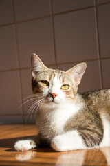 Cat laying on the kitchen table getting lit by the sun.