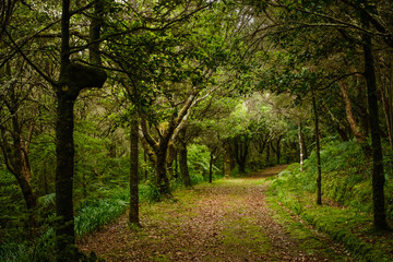 trek path in the woods