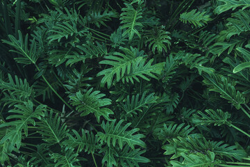 Tropical Fern Bushes. Nature background.