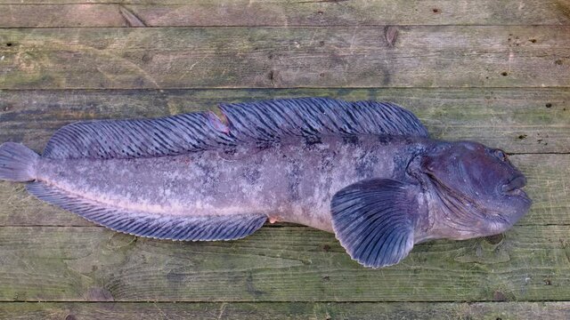 live fish Anarhichas lies on a wooden table. opens his mouth.