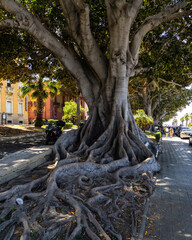 A secular plant (Ficus macrophylla) lined along Reggio Calabria seaside promenade, Italy