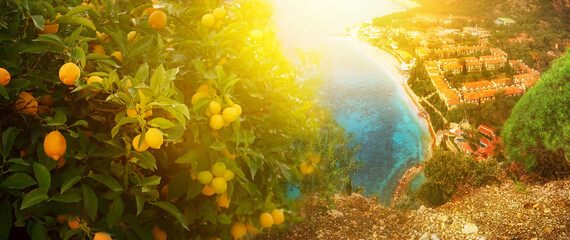 Lemon trees and top view of the blue lagoon and houses by the sea. Turkey. Coast of the sea. Very soft selective focus.