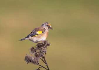 The European goldfinch or simply the goldfinch (Carduelis carduelis), is a small passerine bird in the finch family.