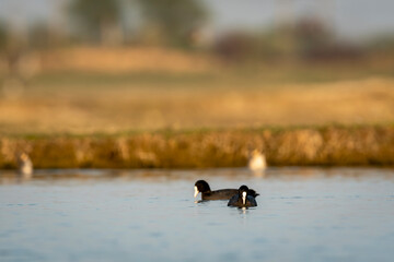 eurasian or common coot or australian coot bird portrait with reflection in water during safari at forest of central india - fulica atra
