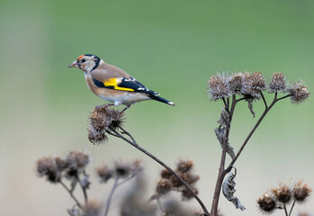 The European goldfinch or simply the goldfinch (Carduelis carduelis), is a small passerine bird in the finch family.