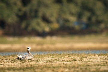 Obraz na płótnie Canvas bar-headed or bar headed goose basking in sun in an open field or grassland during winter migration at forest of cental india - anser indicus