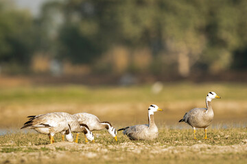 bar-headed or bar headed goose family or flock in an open field or grassland during winter migration at forest of cental india - anser indicus