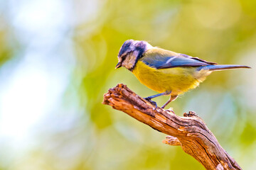 Blue Tit, Parus caeruleus, Forest Pond, Mediterranean Forest, Castile and Leon, Spain, Europe