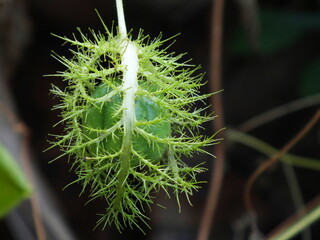 Fruit of Fetid passion flower (Passiflora foetida) or Scarletfruit passionflower,wild water lemon,...