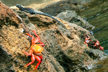 Red Rock Crab, Grapsus grapsus, Galapagos National Park, Galapagos Islands, UNESCO World Heritage Site, Ecuador, America