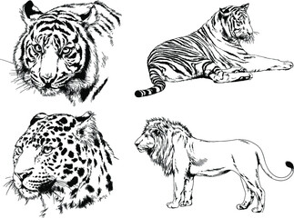 vector drawings sketches different predator , tigers lions cheetahs and leopards are drawn in ink by hand , objects with no background