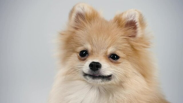 Portrait of a dwarf Pomeranian with expressive beady eyes. A pet poses in the studio on a gray background, close up of the muzzle of a pensive dog who smiles slightly. Slow motion.