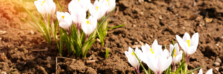 White crocus flower on blue background. Spring blossom