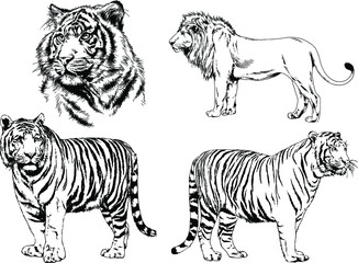 vector drawings sketches different predator , tigers lions cheetahs and leopards are drawn in ink by hand , objects with no background