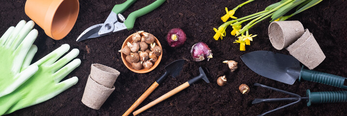 Spring gardening background. Gardening tools with hyacinth and crocus bulbs on fertile soil texture...