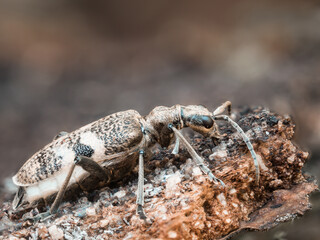 Detailreiche Nahaufnahme von einen Käfer (Laubholzzangenbock- Rhagium mordax) der auf einen alten verrotteten Stück Holz sitzt.
