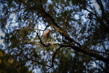 Tiny bird perched in a branch