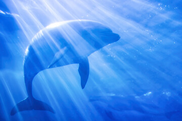 光の中を泳ぐイルカ