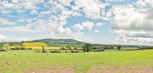 Fototapeta na wymiar Sheep grazing in the countryside of England