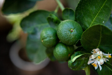 Green lime tree sour (Lemon) in the garden. Thailand.