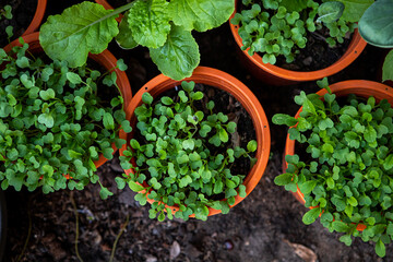 Mix Organic Green Coriander in vegetable garden, Thai herb.
