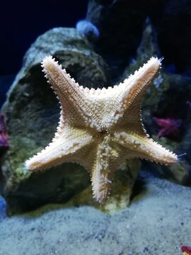 Aquarium, Seestern