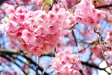 伊豆の河津桜
