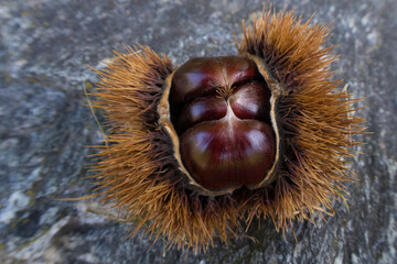 Chestnuts in the hedgehog