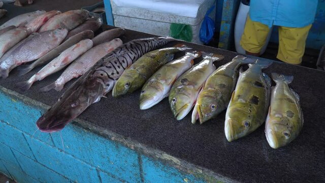 Fresh Pintado fish, Pseudoplatystoma corruscans and tucunare, Cichla, for sale on blue market counter inside fishmonger in the Amazon. Concept of business, work, profession, healthy food, trade.