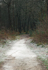 Frozen path leading into the  dark woods