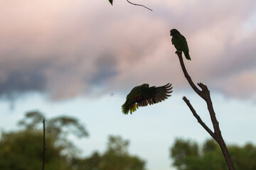 Papagaios voando