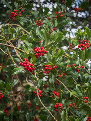 Rote Früchte der Gewöhnliche Stechpalme (Ilex aquifolium) an mehreren Zweigen der immergrünen Pflanze.