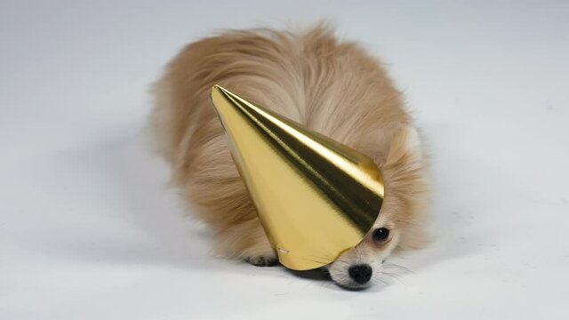 A dwarf spitz lies with a golden festive cap on his head in the studio on a gray background. The cap covers one eye and one ear of the dog. Happy Birthday. Slow motion. Close up.