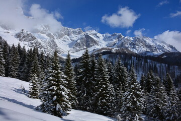 snow covered mountains and coniferous forest