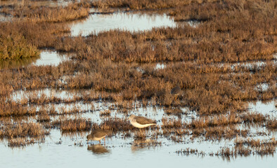 Italy Tuscany Grosseto Maremma natural park, Marina di Alberese, family of greater sandpipers