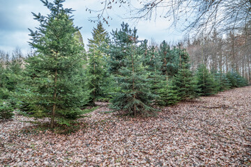 Fototapeta premium Anpflanzen von jungen Tannenbäumen im Mischwad