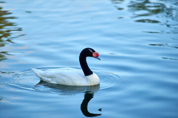 Swan on the blue water. Black-necked swan.