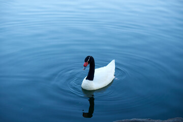 Black-necked swan on the water. Single bird swimming on the lake. © DenisProduction.com