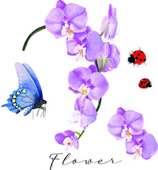 Fototapeta na wymiar orchid butterfly lady 2 bugs