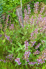 Obraz premium Plantes médicinales et condimentaires - Sauges officinale en fleur en bordure d'un potager