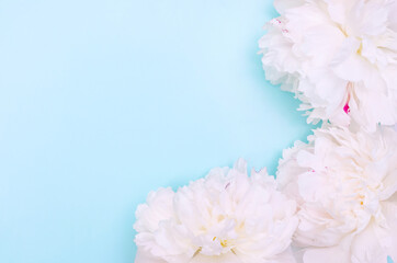 Greeting card background, white peonies on blue background with copy space with selective focus