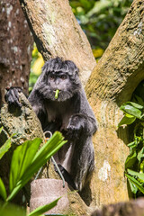 The Javan lutung (Trachypithecus auratus) is eating cowpea,  also known as the ebony lutung and Javan langur, is an Old World monkey from the Colobinae subfamily