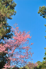 Prunus cerasoides in selective focus point