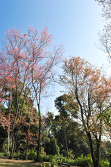 Obraz premium Prunus cerasoides in selective focus point